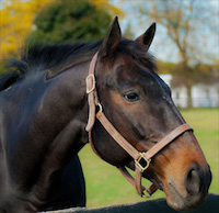 Palladia Farm - Scottie